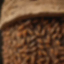 A close-up of a termite colony in a wooden structure