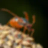 A detailed view of common pests found in Austin, TX, showcasing their characteristics.