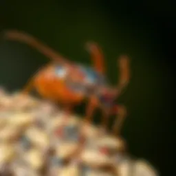 A detailed view of common pests found in Austin, TX, showcasing their characteristics.