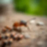 A close-up view of common pests in residential settings