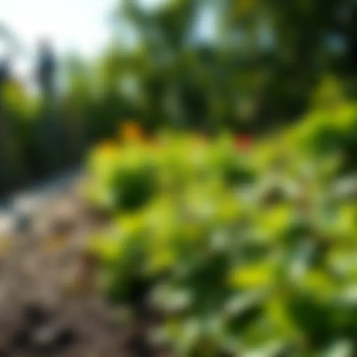 Sustainable Practices in Pest Management A garden thriving with sustainable pest management practices