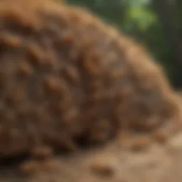 A flex termite colony in a natural habitat