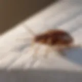 Close-up view of a bed bug on a mattress