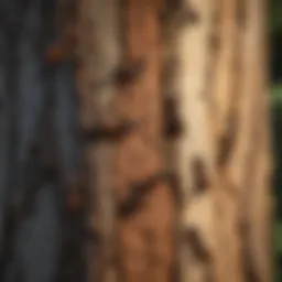 Illustration of ants on a tree bark