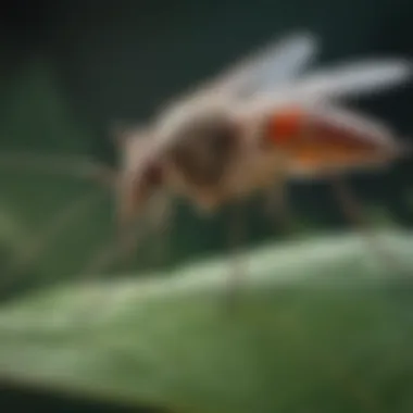 A close-up view of a mosquito resting on a leaf