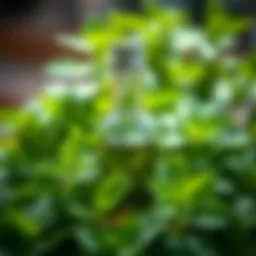 Close-up of peppermint oil in a glass bottle surrounded by fresh peppermint leaves