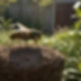 Natural Wasp Deterrents in a Garden