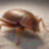 Detailed view of bed bug characteristics