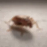 Close-up of a bed bug on a mattress
