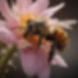 A close-up view of a solitary bee on a flower, highlighting its role in pollination.