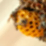 Close-up view of a bee nest in a residential area