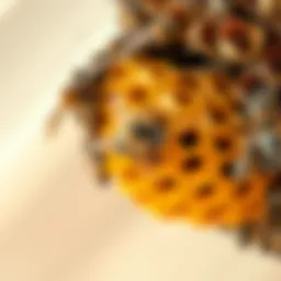 Close-up view of a bee nest in a residential area