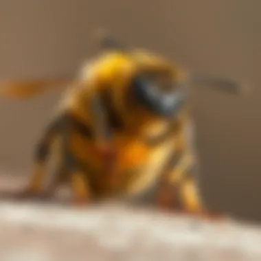 Common Bee Species in Costa Mesa Illustration of common bee species found in Costa Mesa