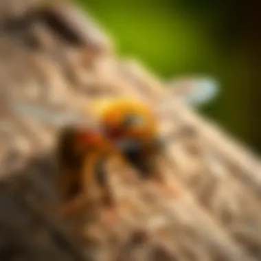 Practical Applications of Natural Pest Control Natural pest control applications