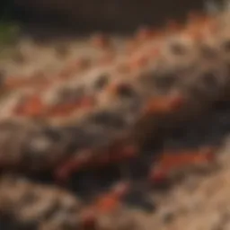 Close-up view of fire ants on a mound