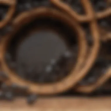 Understanding Carpenter Ant Colony Dynamics Illustration of carpenter ant colony structure