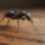 Close-up of a carpenter ant on a wooden surface