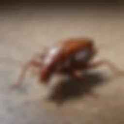 Close-up of a German cockroach on a surface