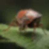 Close-up of a stink bug on a leaf