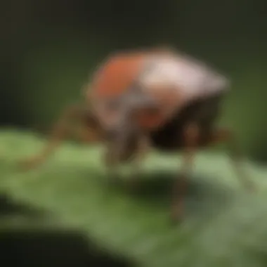 Close-up of a stink bug on a leaf