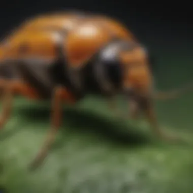 The Role of Insects in Ecosystems Biological impact of insects on ecosystems
