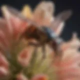 Close-up of a native Albuquerque insect on a flower