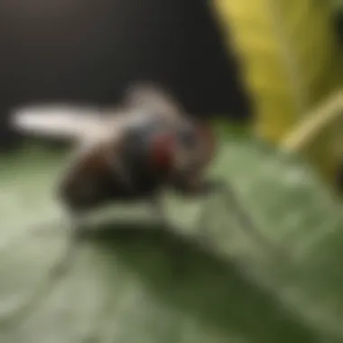 Close-up of a common fly sitting on a leaf