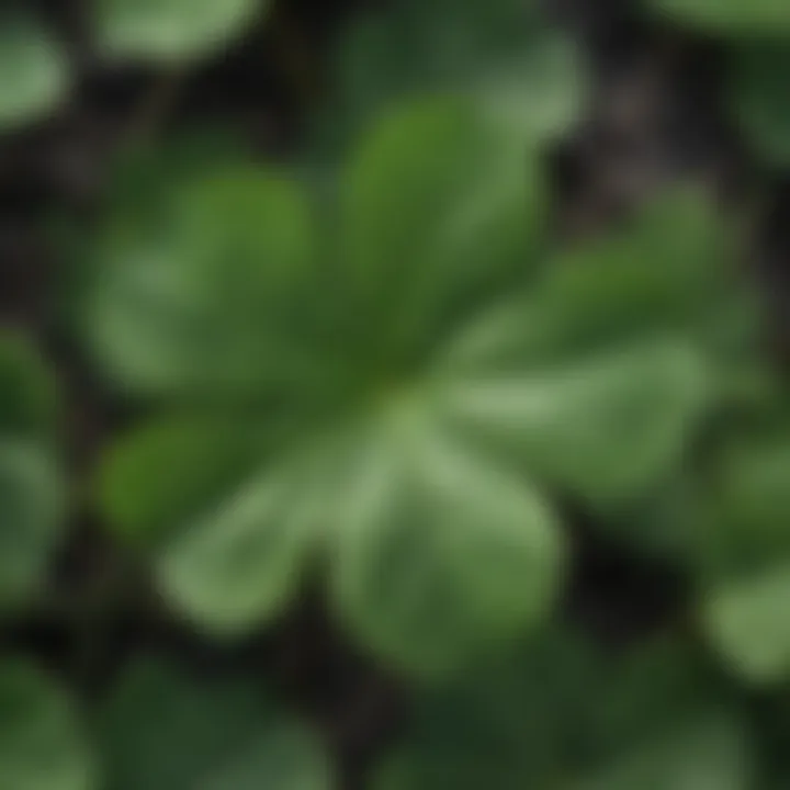 Close-up of a clover leaf showcasing its unique shape and texture