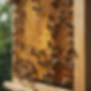Eco-Friendly Hive Management Solutions Eco-friendly solutions for bee hive management
