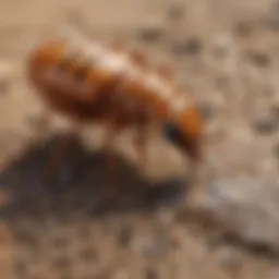 Professional pest control technician examining for termites