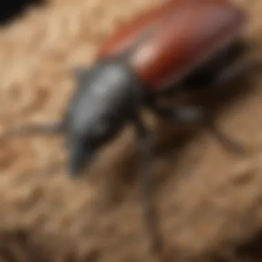 Preventing Sawtoothed Grain Beetle Infestations Preventive measures for managing beetle infestations
