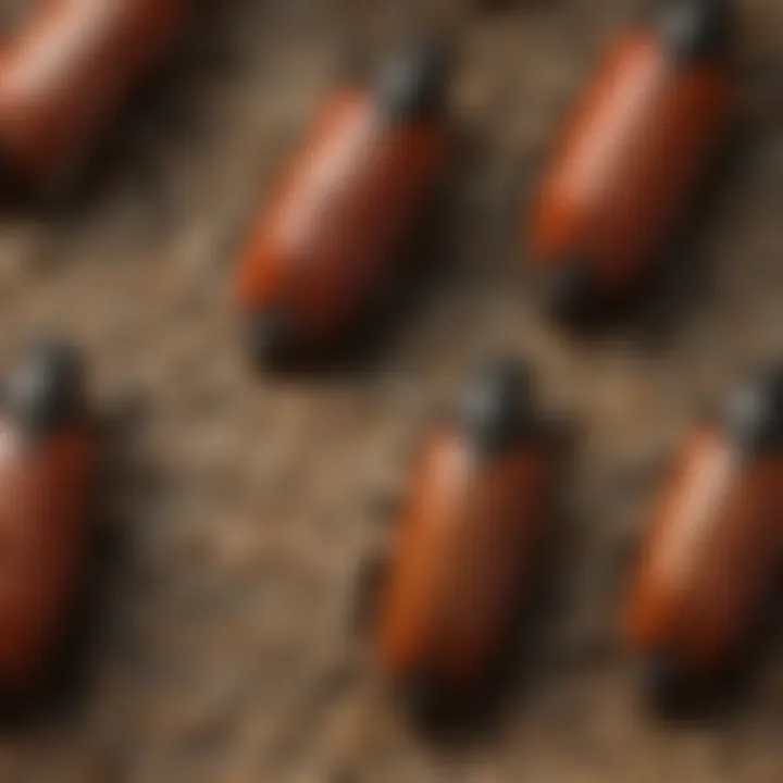 Close-up view of sawtoothed grain beetles on grain