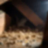Close-up view of rodent droppings in an attic space, indicating an infestation.