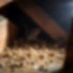 Close-up view of rodent droppings in an attic space, indicating an infestation.