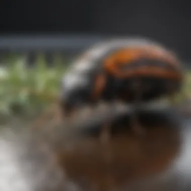 Eco-Friendly Pest Control Strategies Eco-friendly pest control strategies displayed visually