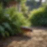 A lush green yard showcasing effective flea repellent plants