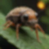 Diverse pests found in Maui