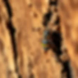 Close-up of termite damage on wooden structure
