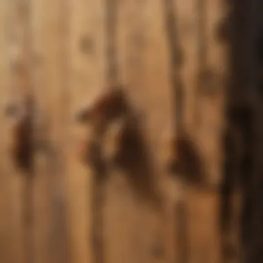 Close-up view of termite damage on wooden structure