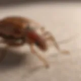 Close-up of bed bug on fabric