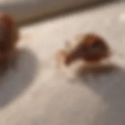 Close-up view of bed bugs on fabric