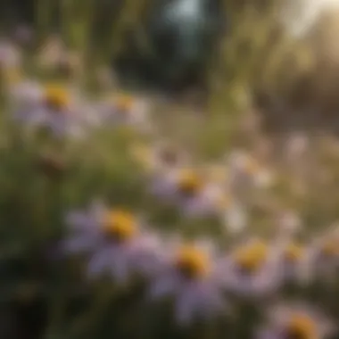 A close-up of bees pollinating flowers in a natural garden