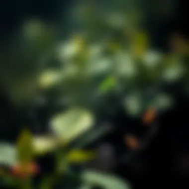 Diagram showing modes of action of different insecticides