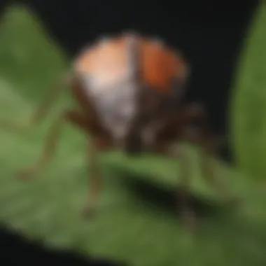 Close-up of a stink bug on a leaf