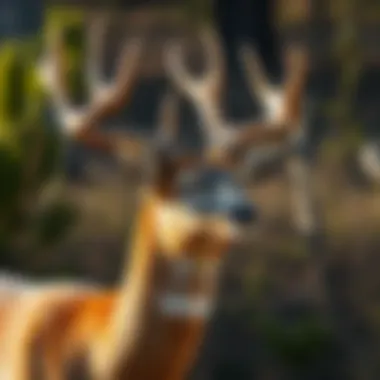 Understanding Deer Behavior for Effective Management Understanding deer behavior for effective management