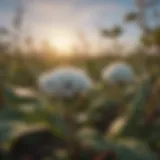 Close-up of cotton plants showing signs of pest damage