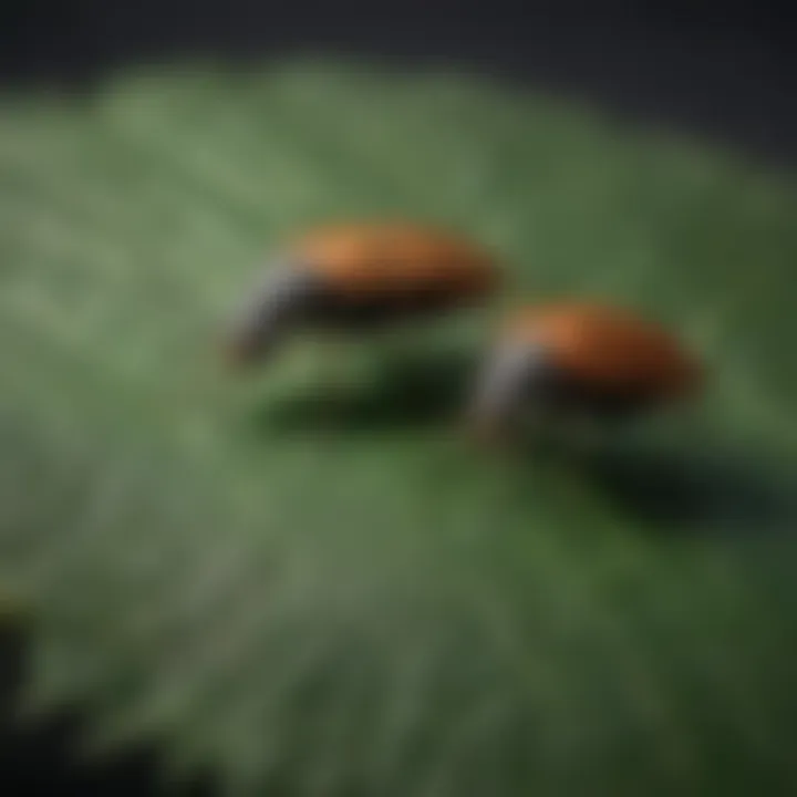 Close-up of beneficial insects on a leaf