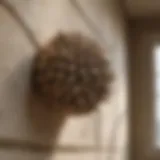 Close-up of a wasp nest in a corner of a home