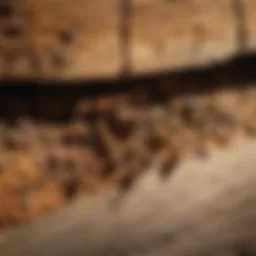 Close-up of subterranean termite damage on wood