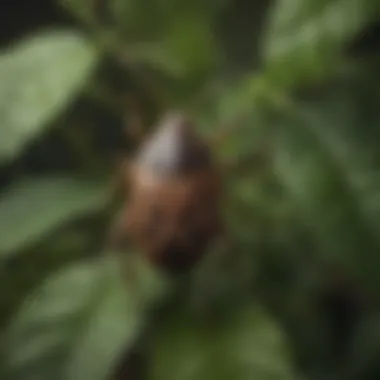 Understanding Ticks and Their Habitat Close-up of a tick on foliage